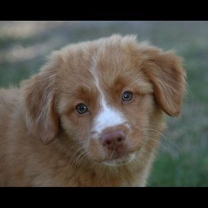 Meet your Posher, Lulu